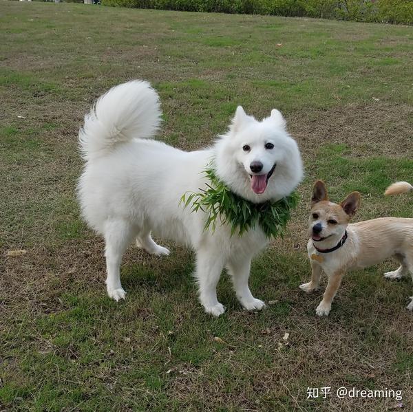 萨摩耶和柴犬,哪个比较好养?