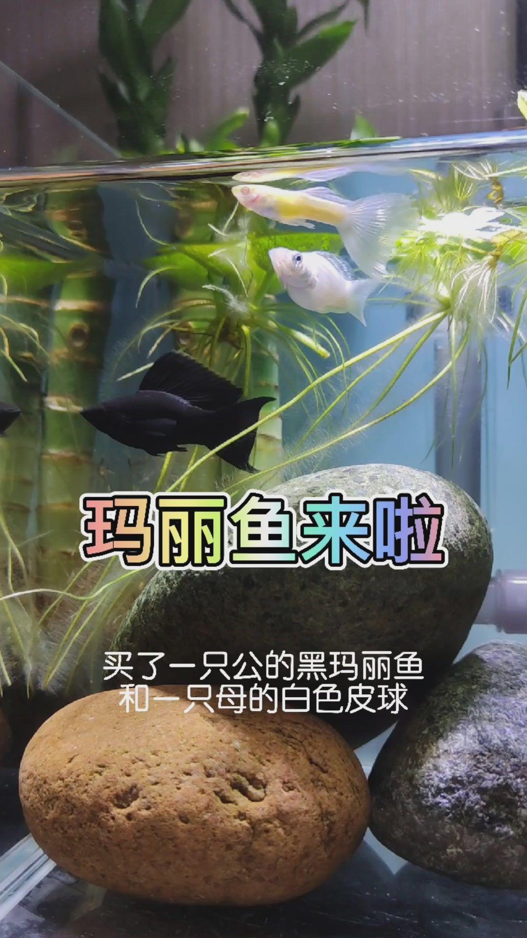 什么鱼适合跟孔雀鱼混养?玛丽鱼:我可以!820           赞同视频