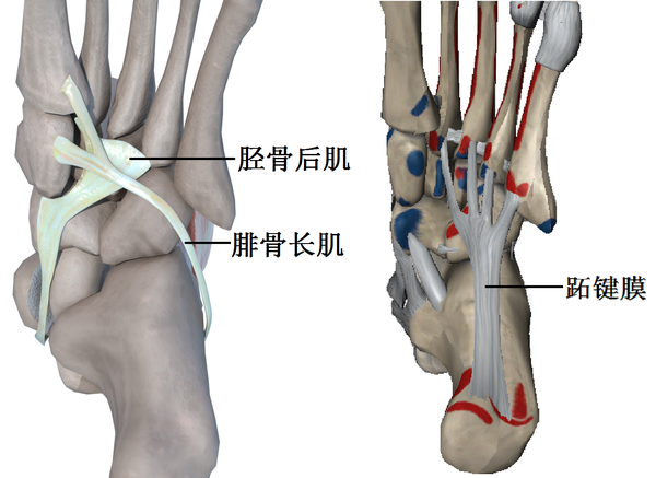 足弓内侧楔骨部位是胫骨前肌,胫骨后肌,腓骨长肌的附着点.