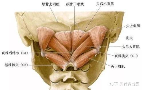 一大半颈椎疾病是由附着在下项线的肌肉引起,针灸按摩