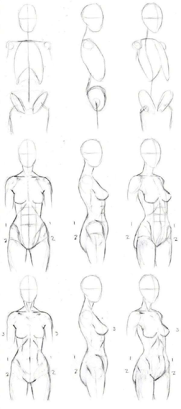 女性上躯肌肉的正面及侧面分解绘法