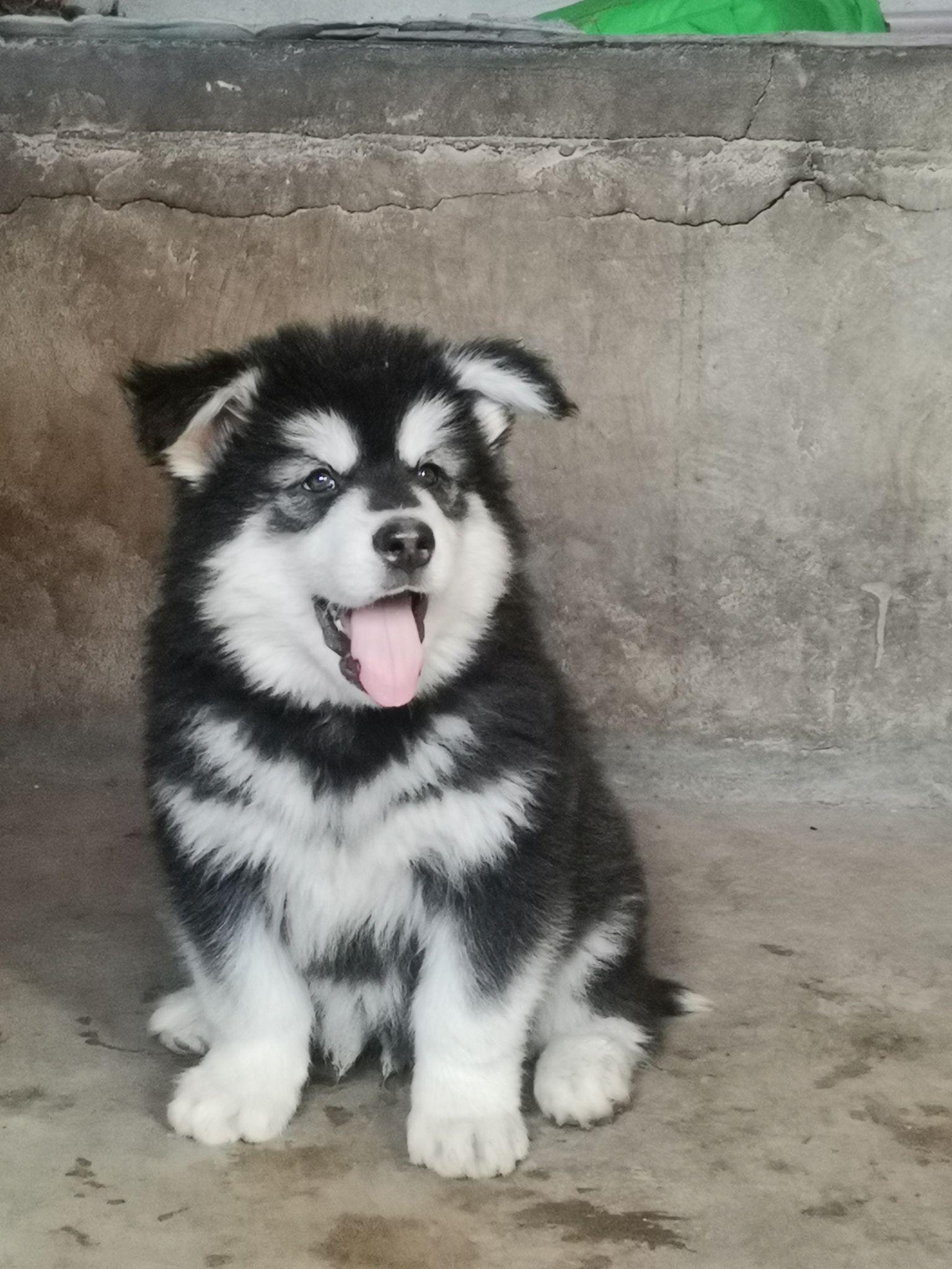 阿拉斯加幼犬 - 知乎