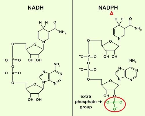 生物中为什么要有nadh与nadph两个不同的电子传递系统
