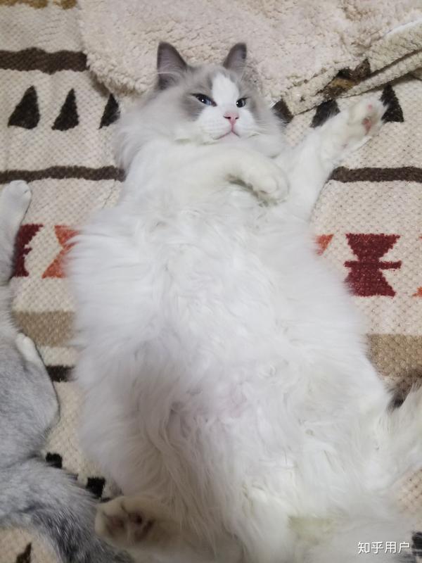 布偶猫和暹罗猫怎么一起养?