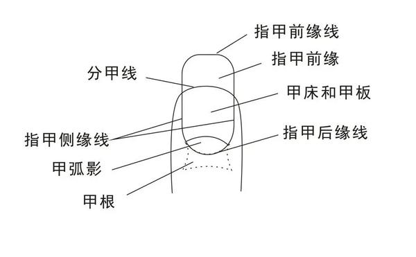 美甲小妙招这七种不同美甲甲型的特点你知道吗