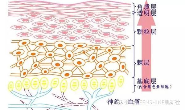 烟酰胺通过 增加角质层中神经酰胺含量而增强皮肤屏障功能,减少经皮