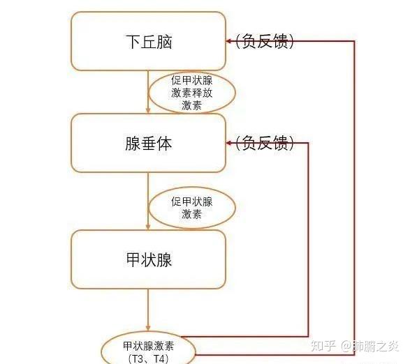 甲状腺功能与疾病知多少