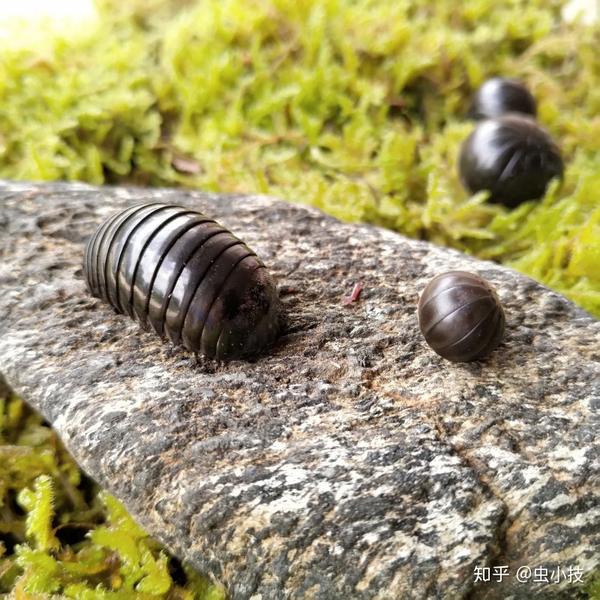 蟠马陆,拉丁文:oniscomorpha,与球马陆同属倍足纲.
