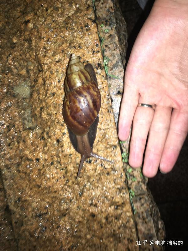 海南的虫子是不是很恐怖?