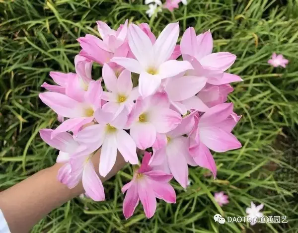 风雨兰不仅品种多,超好养,家中养几盆,繁花满枝,清新又养眼!