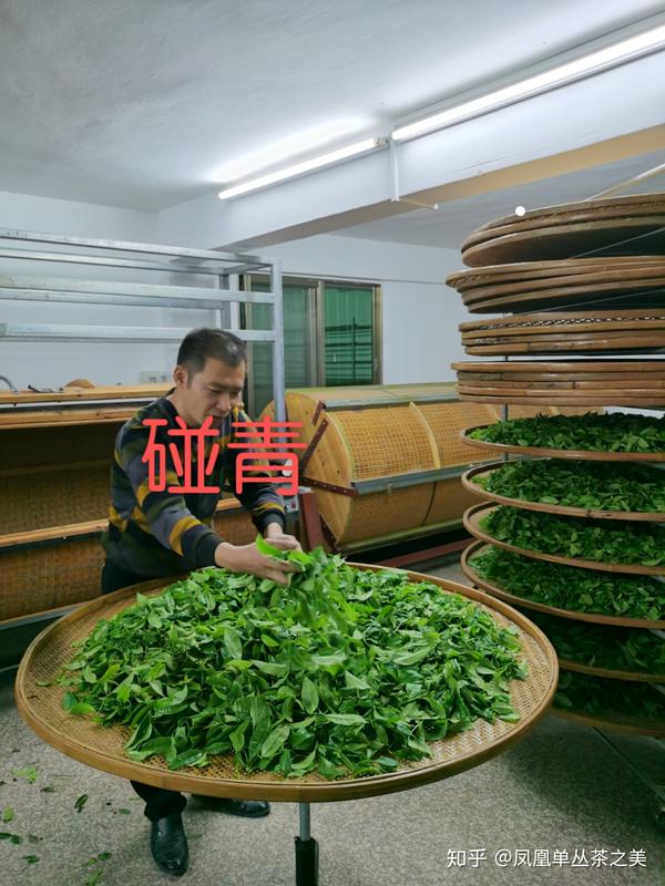 经验丰富的茶叶制作师傅不断的轻轻翻转茶叶,让茶叶轻微发酵.