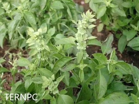 神奇"调味品",百搭之王-植物非试管高效快繁技术金不换