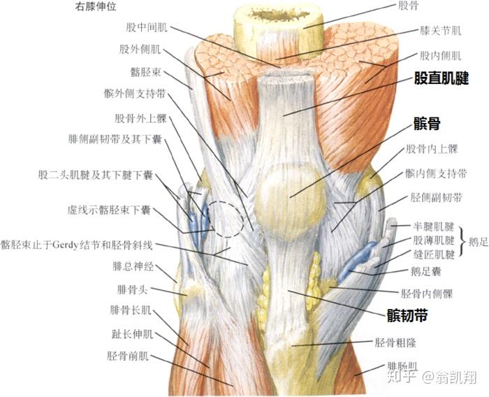 我的康复总结:ii度髌骨软化,ii度半月板,髌腱炎,脂肪垫炎,韧带损伤