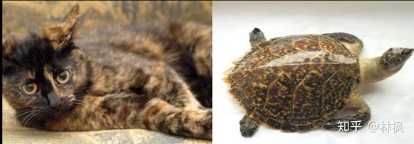 玳瑁色 玳瑁英文tortoiseshell,被cfa归为杂色(particolor)分组,字面