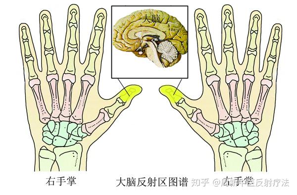 手部大脑反射区图 【手部大脑反射区操作手法】 用拇指指腹由上向下