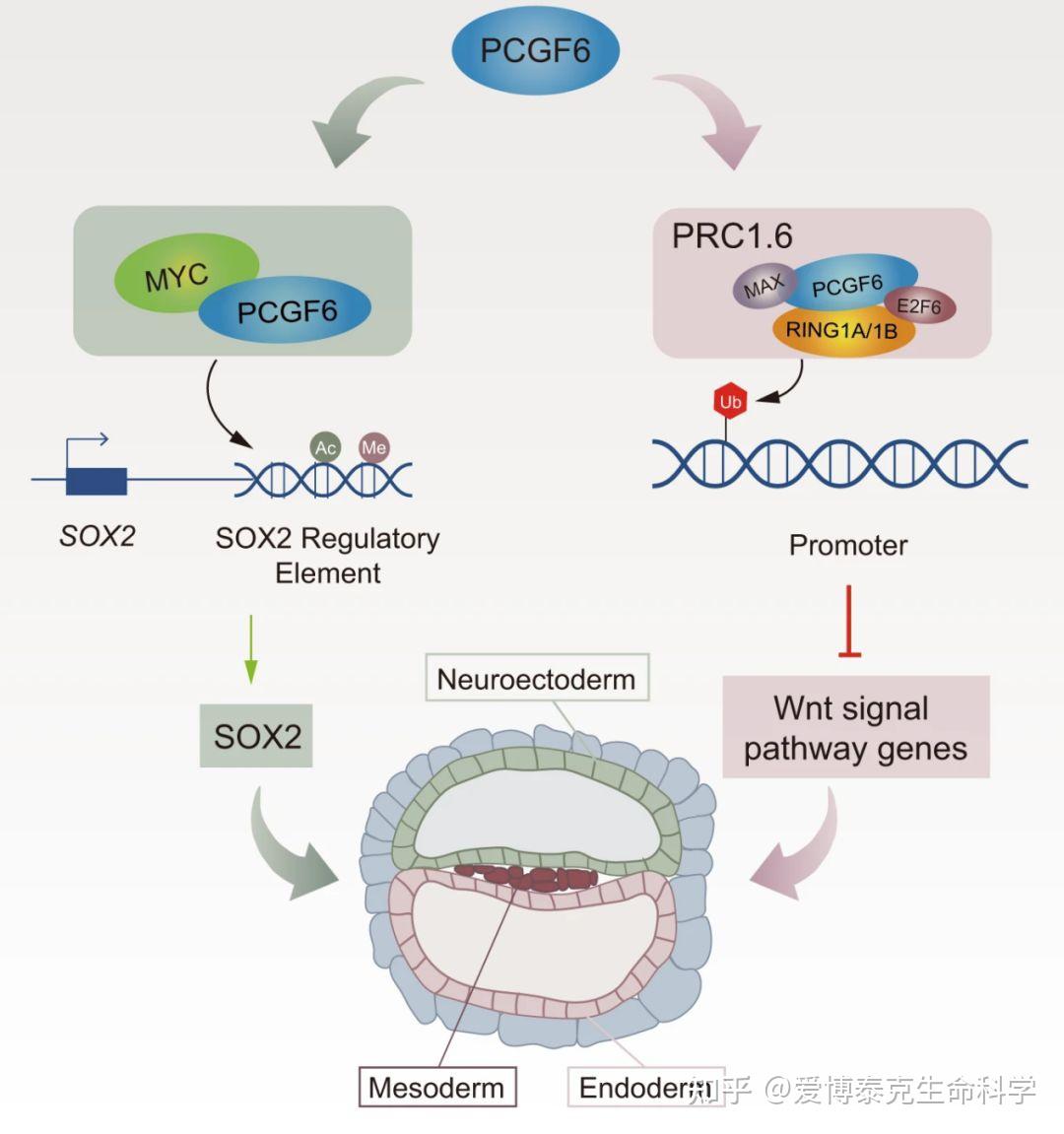 蒋卫课题组揭示表观遗传因子PCGF6调控人多能干细胞分化的新机制 知乎