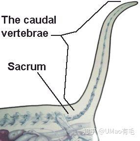 猫咪的尾巴不会疼尾巴和猫是两种生命体