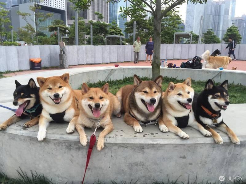 柴犬幼犬的选择方法柴犬幼犬如何挑选