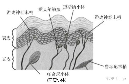 (100~300hz)的;与手机接触的手皮肤(手指和手掌)分布着大量的环层小体