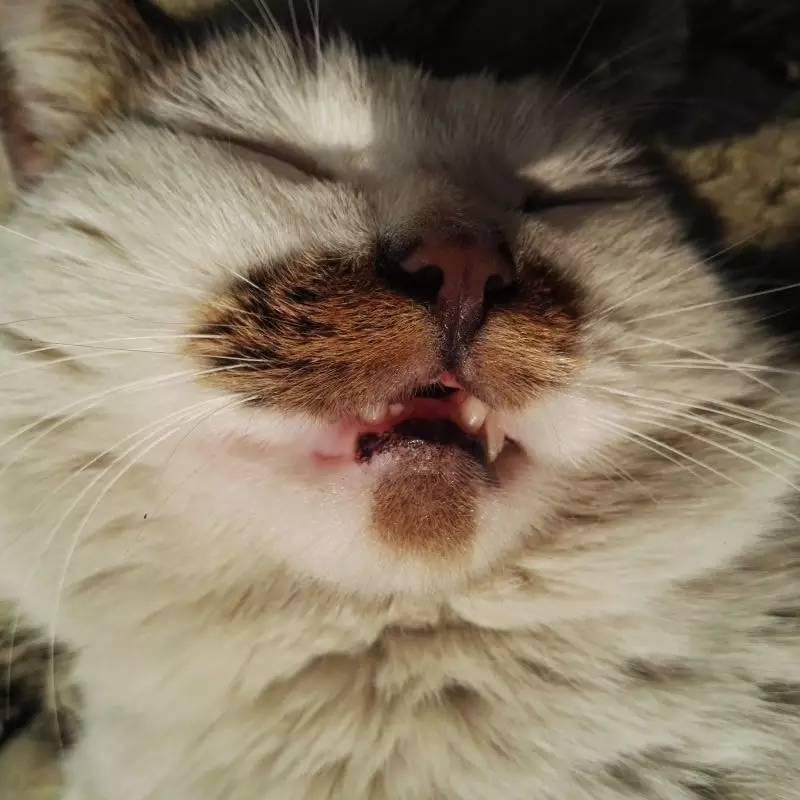 喵星人睡觉做噩梦是什么样子?