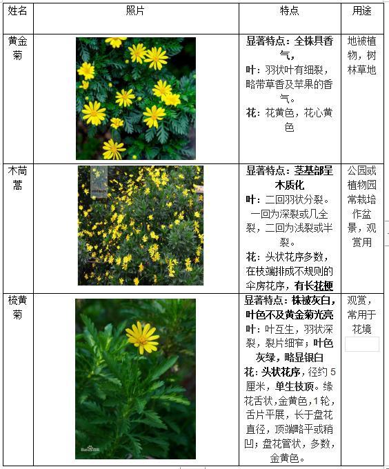 被那些小黄花整晕的一天,黄金菊,木春菊,茼蒿菊真的把