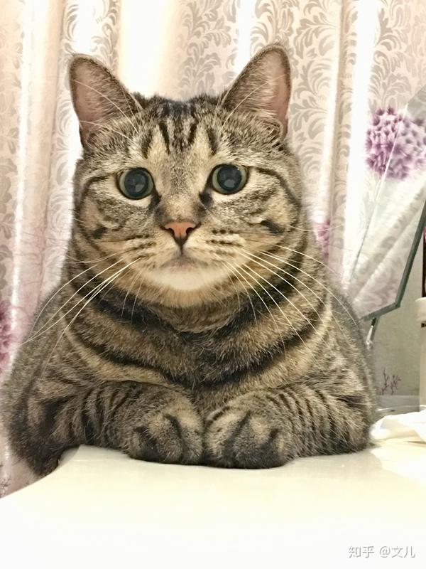 世界名猫辣么多,为什么你选择了狸花猫?