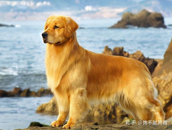 养狗首选"金毛犬",这几个优点,很少人能拒绝