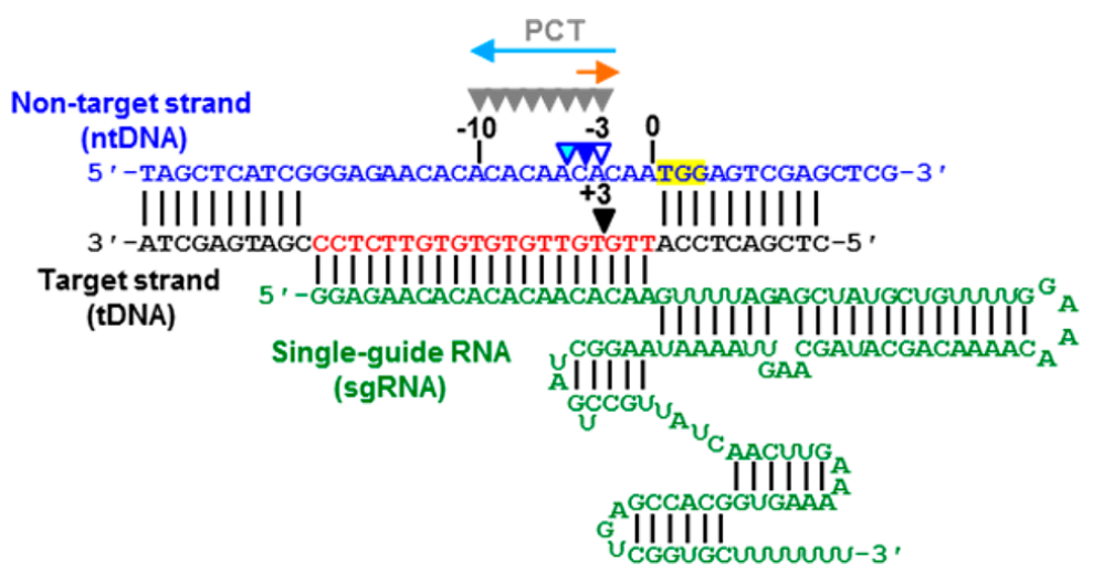 casproteincas9蛋白作用机制详解