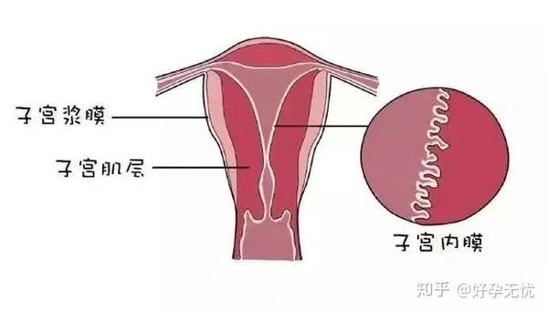 女性子宫内膜厚是怎么回事?