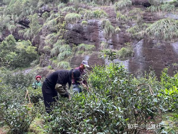 武夷山的地理位置和正岩半岩州茶的区别