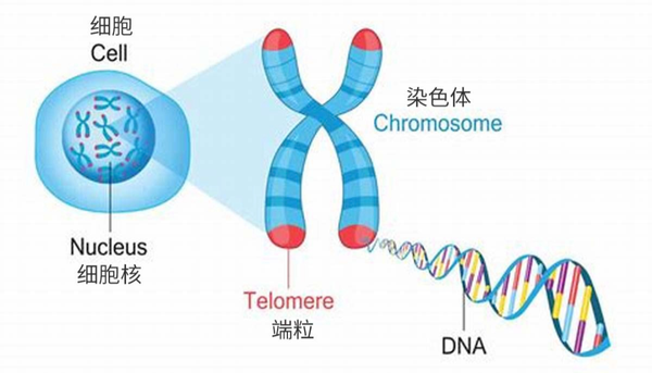 解析端粒深度解读端粒与衰老之间的关系