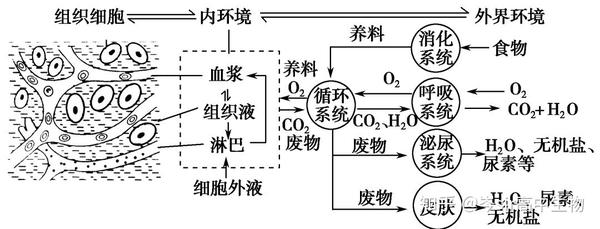 今天来说说多细胞动物细胞生活的环境-内环境问题.