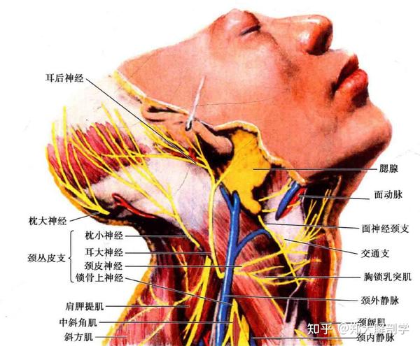 颈丛解剖学概述
