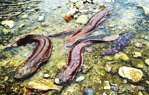 野生娃娃鱼是国家二级保护动物.