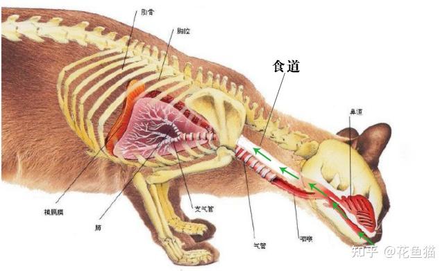 解剖图,简单制作了食道的走向)用观察法确认就是:插入胃管后观察猫咪