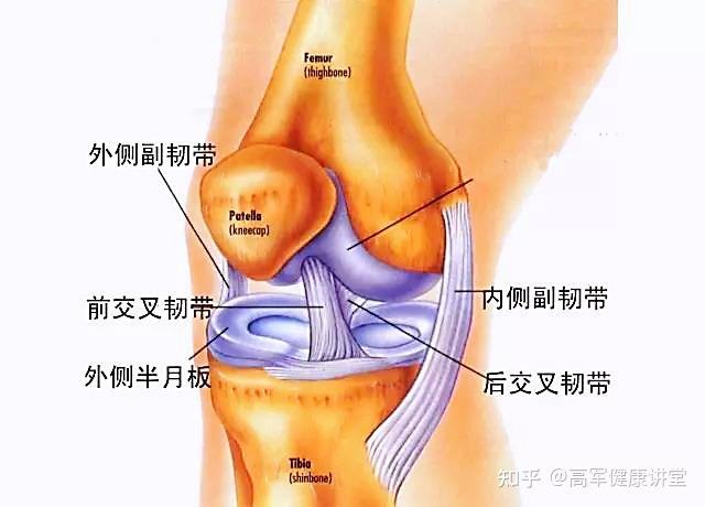 求半月板和前后交叉韧带的关系在线等挺急的谢谢