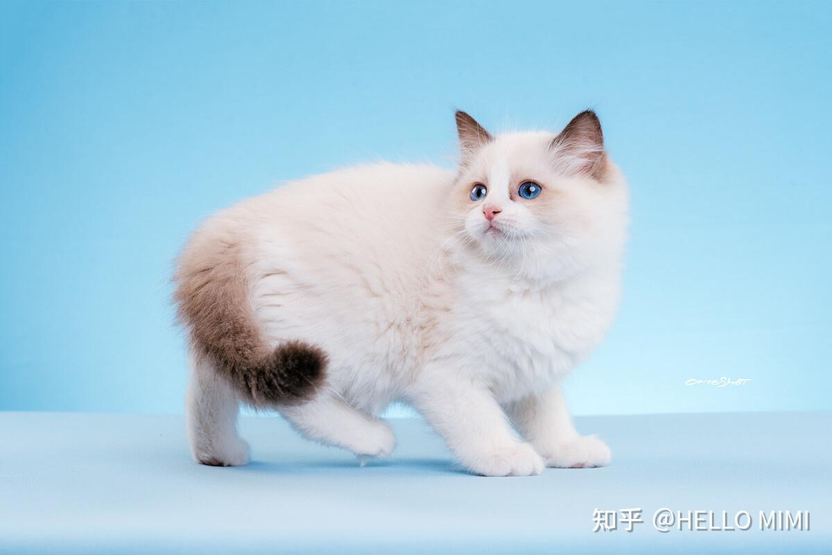 上海布偶猫小猫多少钱