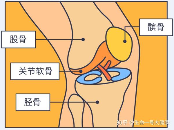 一言以蔽之,保护膝盖,先要保护软骨!