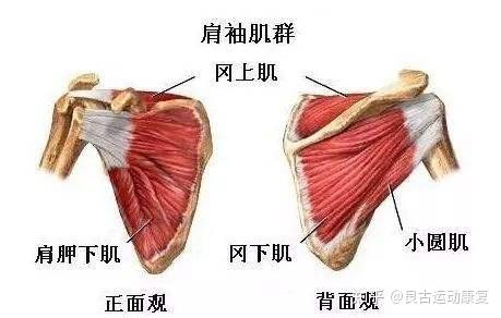 块肌肉功能类似,位置相邻,冈下肌位于岗下窝及肩背部,止于肱骨大结节