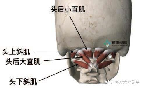 使枕骨下肌在寰枕关节处伸展及头部往前位移;在寰枕关节处,头下斜肌将