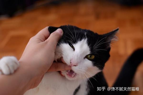 有时突然玩着玩着,猫咪也会咬你一口,猫咪这是怎么了?是不喜欢主人吗?