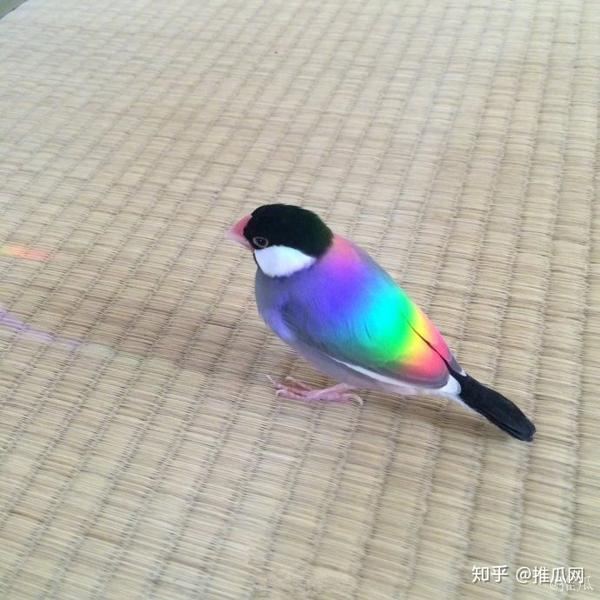 点赞这只彩虹鸟你将会收获好运