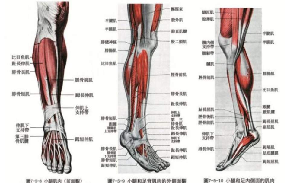 如何有效的解决小腿肌肉