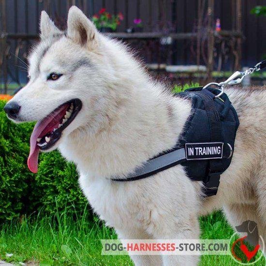 为什么不用哈士奇当警犬?
