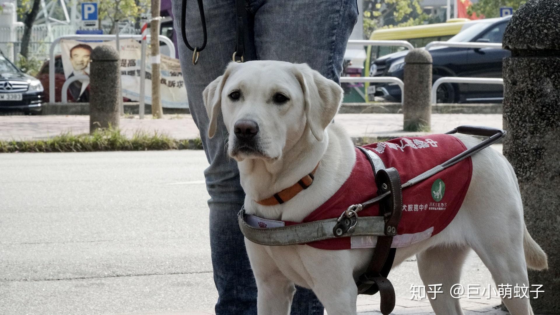 拉布拉多优缺点新手主人最易忽略运动问题导致它变成小恶魔