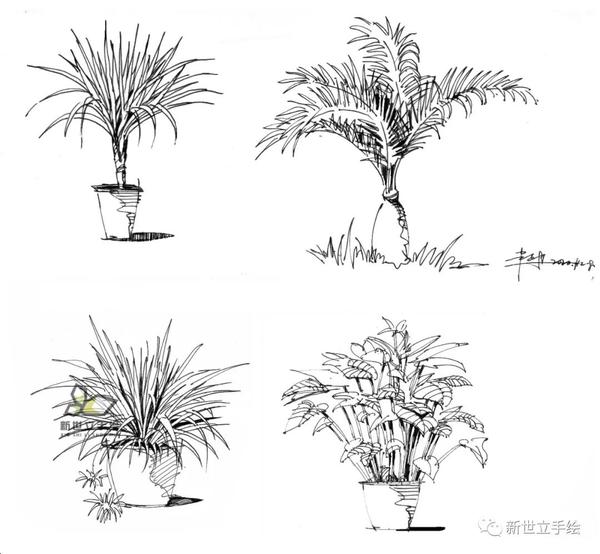 手绘干货手绘植物灌木地被篇