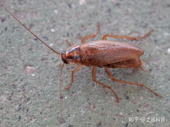 想必大家都曾听闻过,南方蟑螂与北方蟑螂完全不是一个级别:北方蟑螂