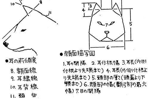 购买纯种健康柴犬有技巧你不得不了解的几大点再也不会被骗了