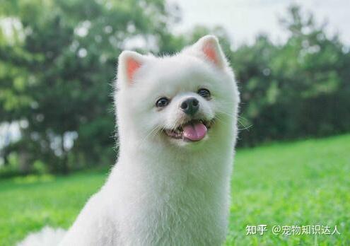 1,狗狗很满足现在饲养狗狗的过程中,相信宠主们都见过狗狗叹气吧,那么