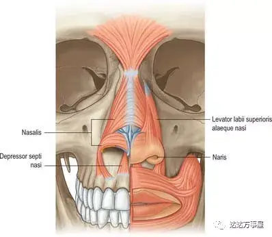 接上文   the nostrils and lips 鼻孔和嘴唇